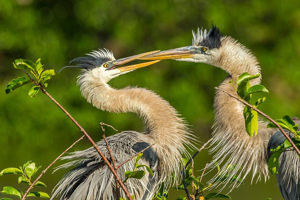 Florida-Wakodahatchee Wetlands Great blue herons in mating behavior